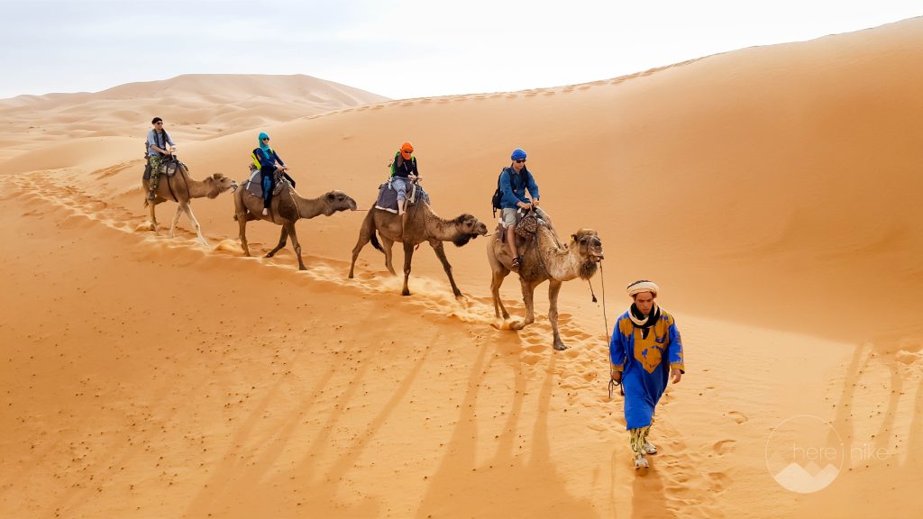 Camel caravan crossing the dunes at sunset in the Moroccan Sahara